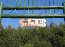 赏览竹子之绿 韩国竹绿园